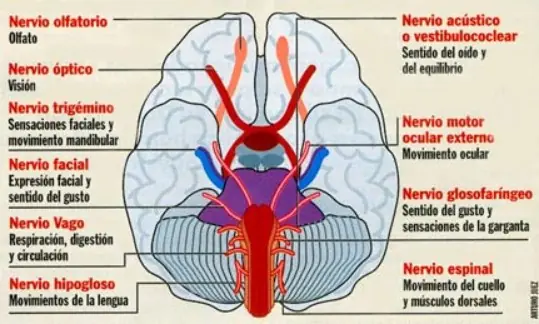 biologia