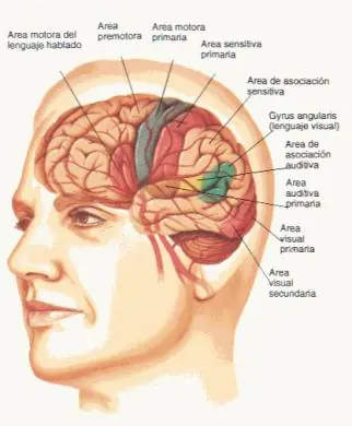 Alteraciones del sistema nervioso