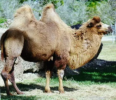 Camello o Dromedario ?