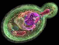 Descubren posible manera de extender vida a 800 años