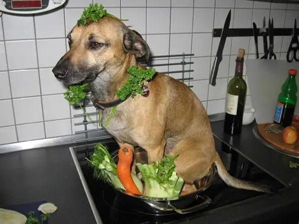 Perro con verduras a la cacerola