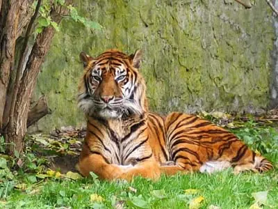 Los Animales Con Mayor Riesgo De Extinsion