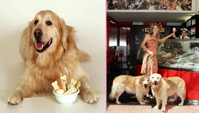 Recetas para perros