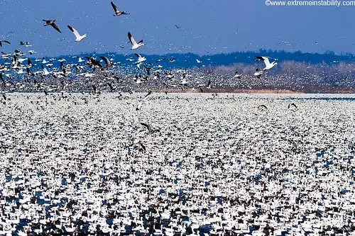 Mas de un millón de gansos nivales comienzan la migración