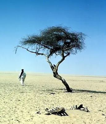 El árbol más solitario y aislado de la Tierra