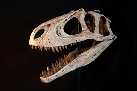 Dinosaurio carnívoro de Argentina