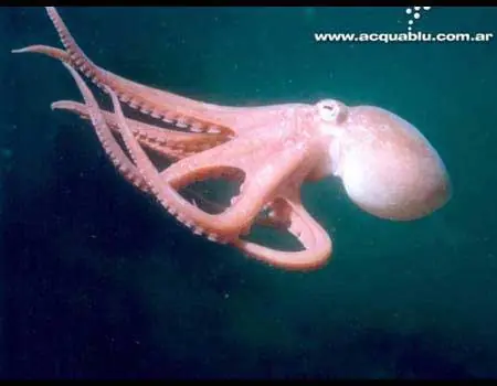 la historia del pulpo paul