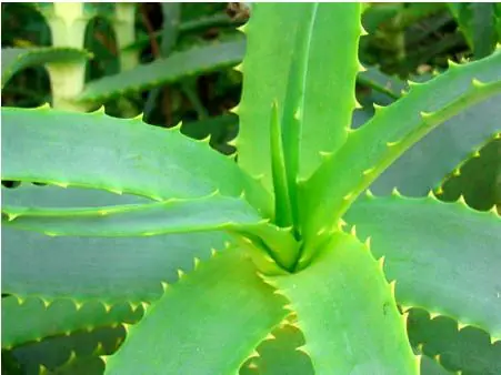 ¿Para que sirve el Aloe Vera?