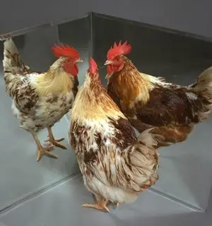 «Travestismo» en el mundo animal