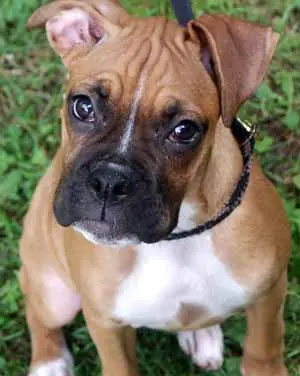 Los perros ya pueden tener cuentas propias en Twitter