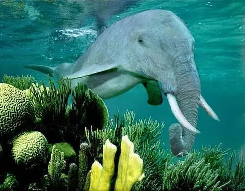 animales extraños e impresionantes