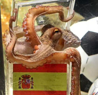 pulpo paul