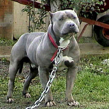 informacion perros e imagenes Nª4 : Pit Bull