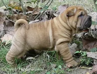 Informacion Perros e imagenes Nª8 : Shar Pei