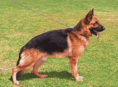 Informacion perros e imagenes Nª5 : Pastor Aleman
