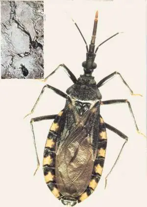 nos olvidamos de chagas? 1800000 argentinos infectados