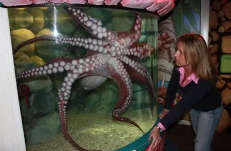 El pulpo más grande del mundo