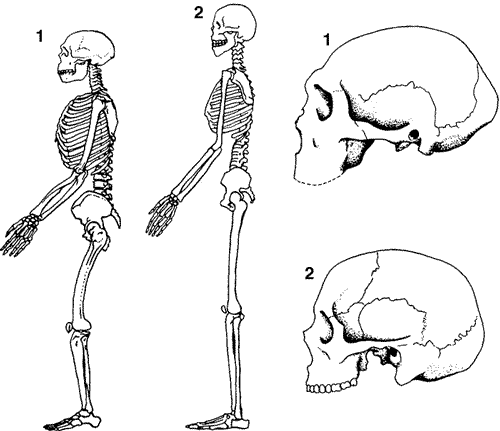 Los 10 animales extintos que podrían volver a la vida