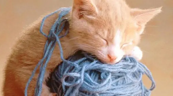 Gatos cuánticos de luz (NIST)