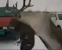 Reno se monta a una chica