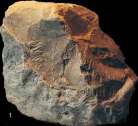 ciruelo