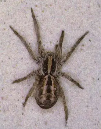 insectos