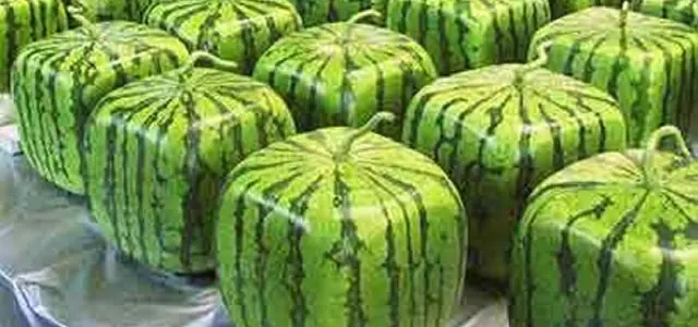 Todo sobre la sandía cuadrada