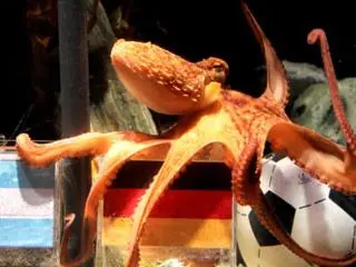 El pulpo Paul es influenciado por los colores, asegura biól