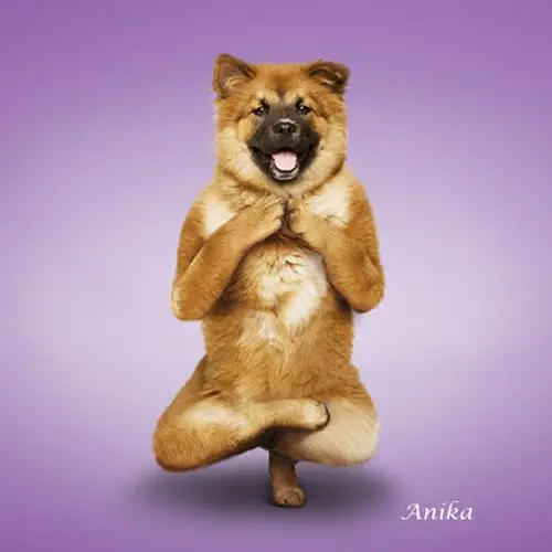 ¿Qué hace tu perro cuando no lo ves?