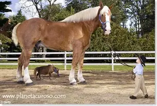 Los Récord Guinness Mas curiosos