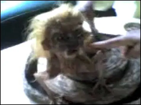 Qué demonios es esto