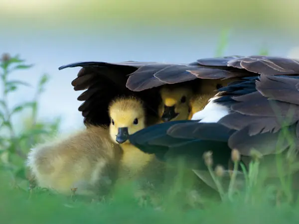 Madres animales