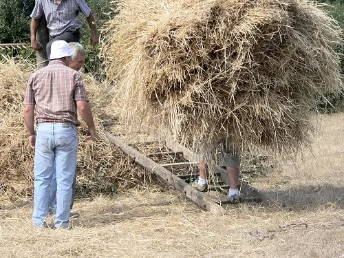 Tipo De Pajas
