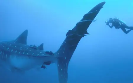 El tiburón asesino más grande del mundo