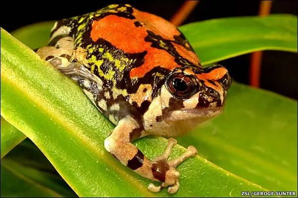 10 anfibios raros en peligro de extinción