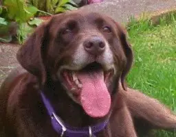 Curiosidades Caninas!