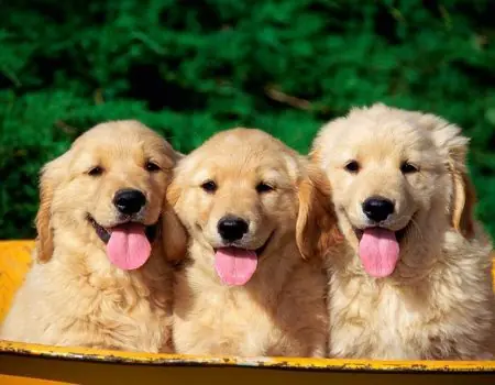 10 Mandamientos de un perro