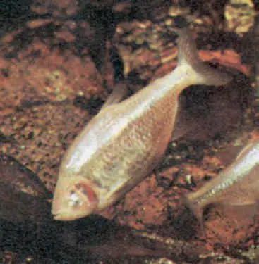 Pez ciego ve con un “tercer ojo”