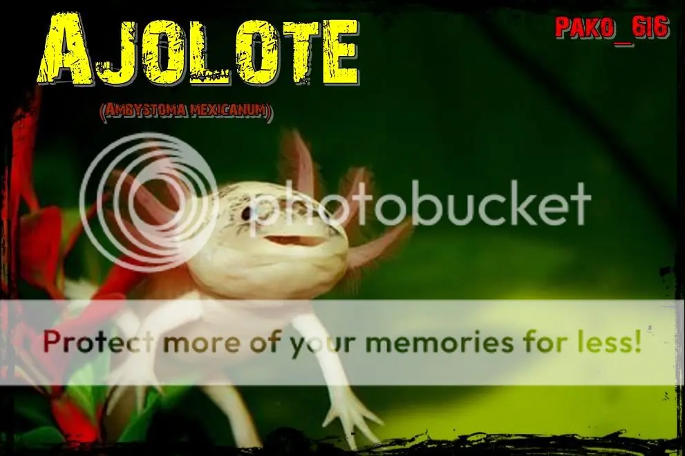 Animales Peculiares : Ajolote