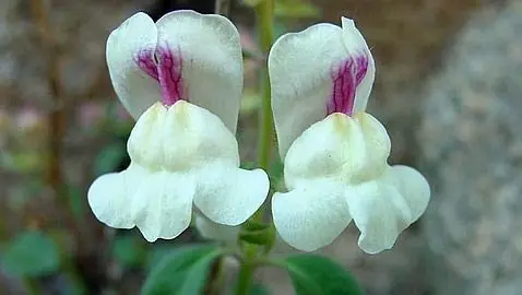 Una mutación marcó la evolución