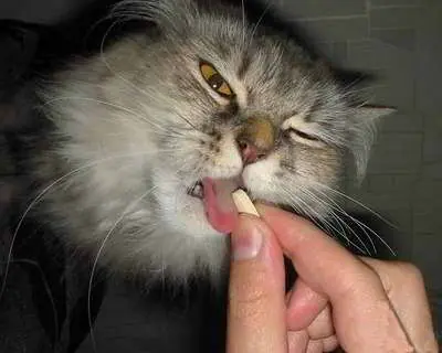 Instrucciones sencillas para darle una pildora a su gatito