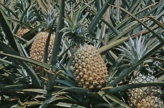 Como Hacer Sidra de Manzana o Ananas