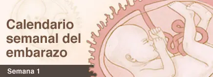 Calendario de embarazo