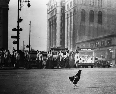 ¿Porque La Gallina Cruzo La Calle?