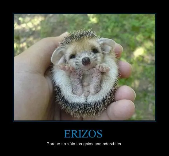 No entres por favor!!!da mucha risa...xD Megapost