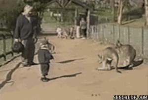 GIF y Videos Chistosos y Curiosos