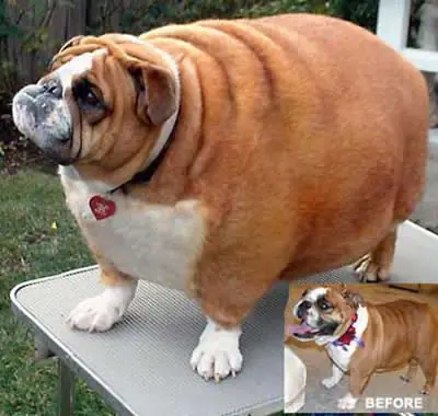Boxer