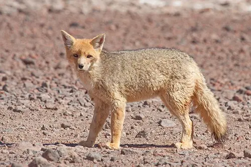 animales extintos