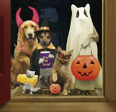Los animales tambien celebraron la fiesta pagana halloween