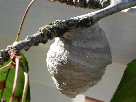 insecticidas